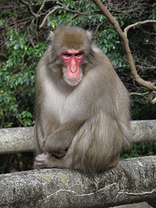 Japanese Macaque High Quality Background on Wallpapers Vista