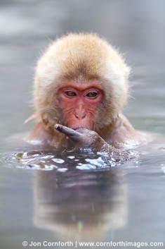 Japanese Macaque Pics, Animal Collection