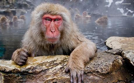 Images of Japanese Macaque | 460x287