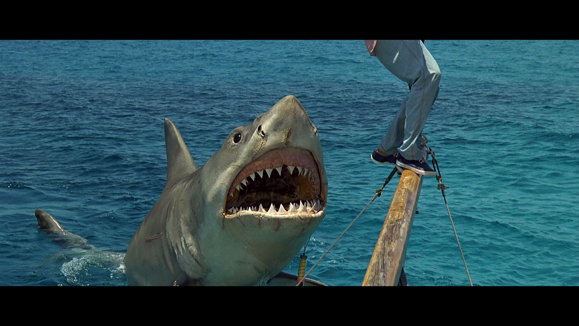 Jaws: The Revenge Backgrounds on Wallpapers Vista