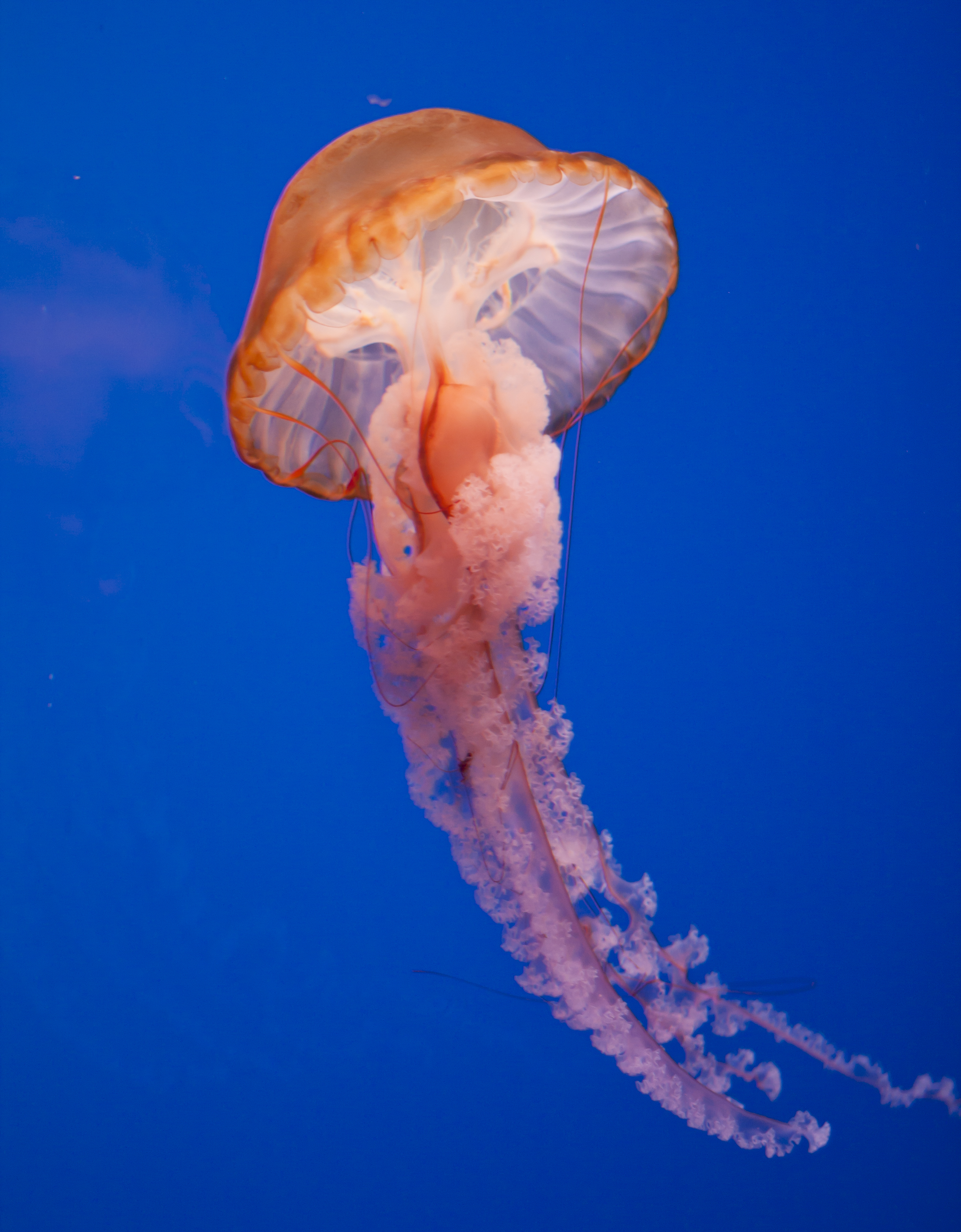 Amazing Jellyfish Pictures & Backgrounds