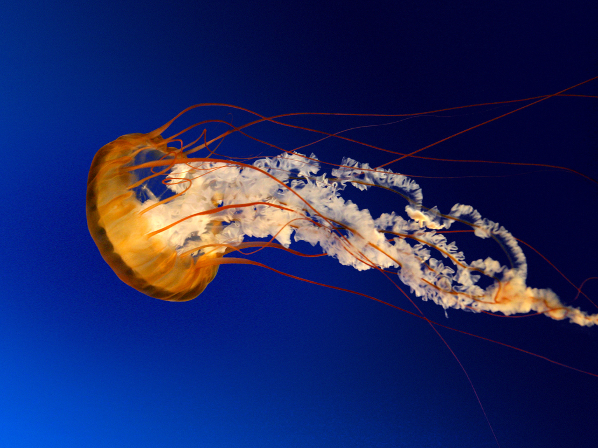 Nice Images Collection: Jellyfish Desktop Wallpapers