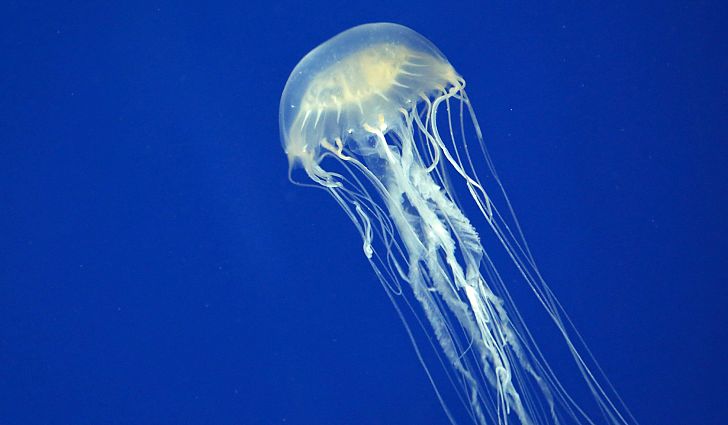 Jellyfish Backgrounds on Wallpapers Vista