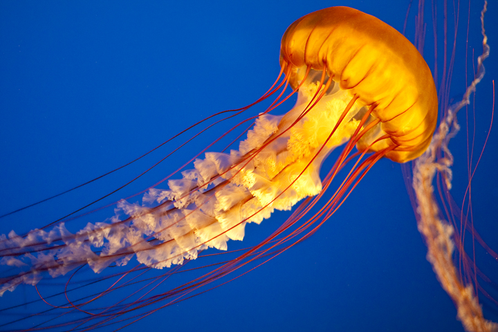 720x480 > Jellyfish Wallpapers