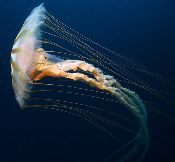 HQ Jellyfish Wallpapers | File 46.43Kb