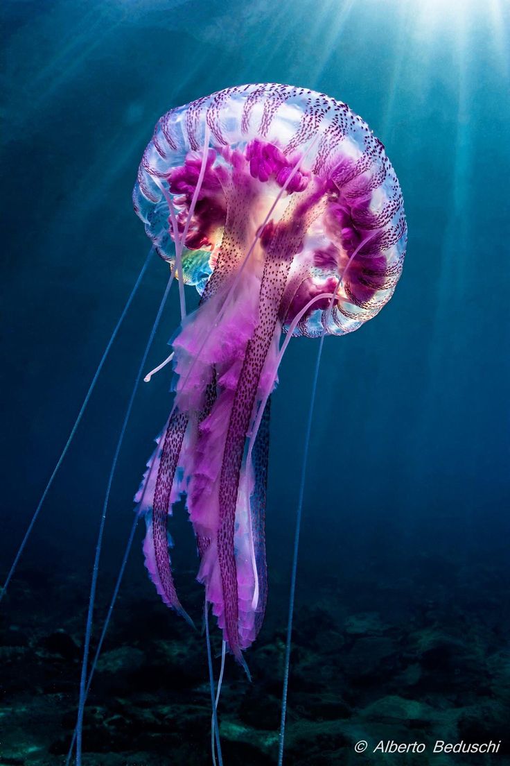 Nice wallpapers Jellyfish 736x1104px