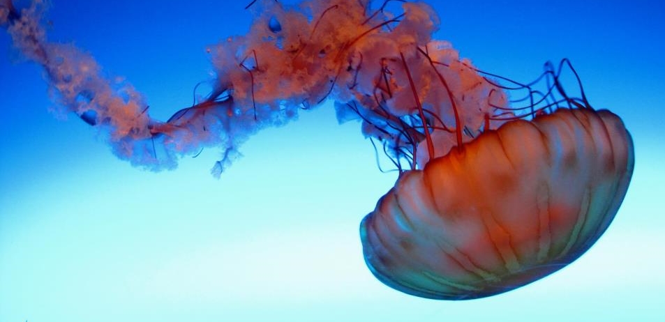 953x462 > Jellyfish Wallpapers