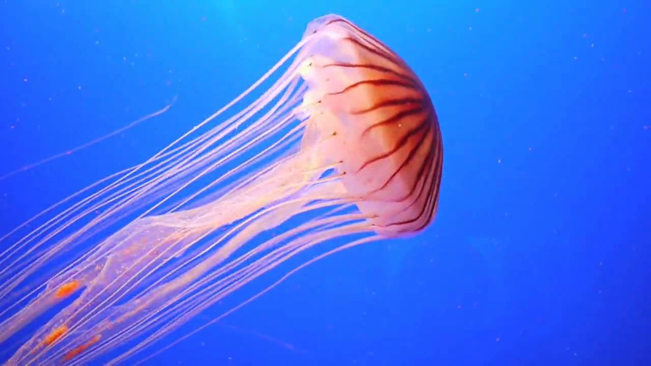 Images of Jellyfish | 1280x720