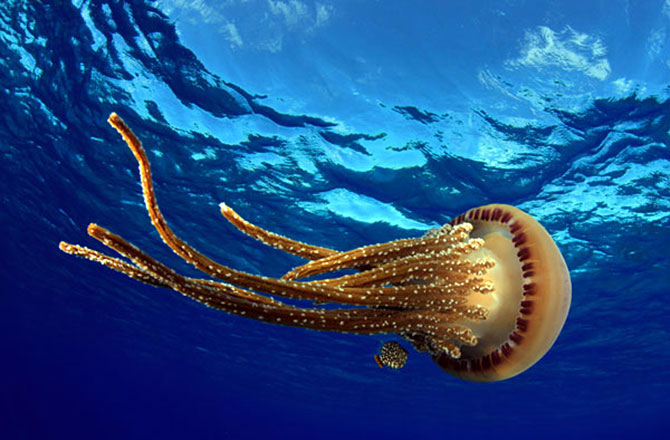 HQ Jellyfish Wallpapers | File 75.15Kb