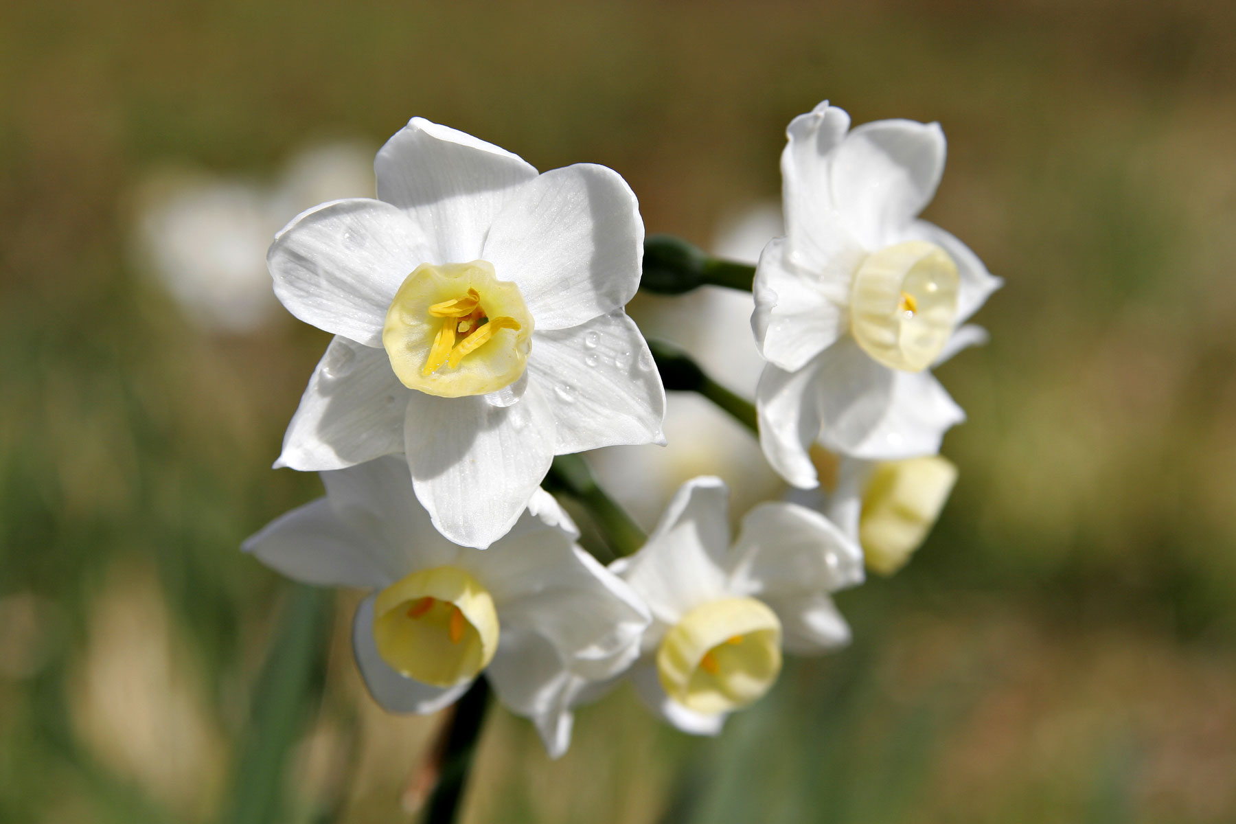 Jonquil Backgrounds on Wallpapers Vista