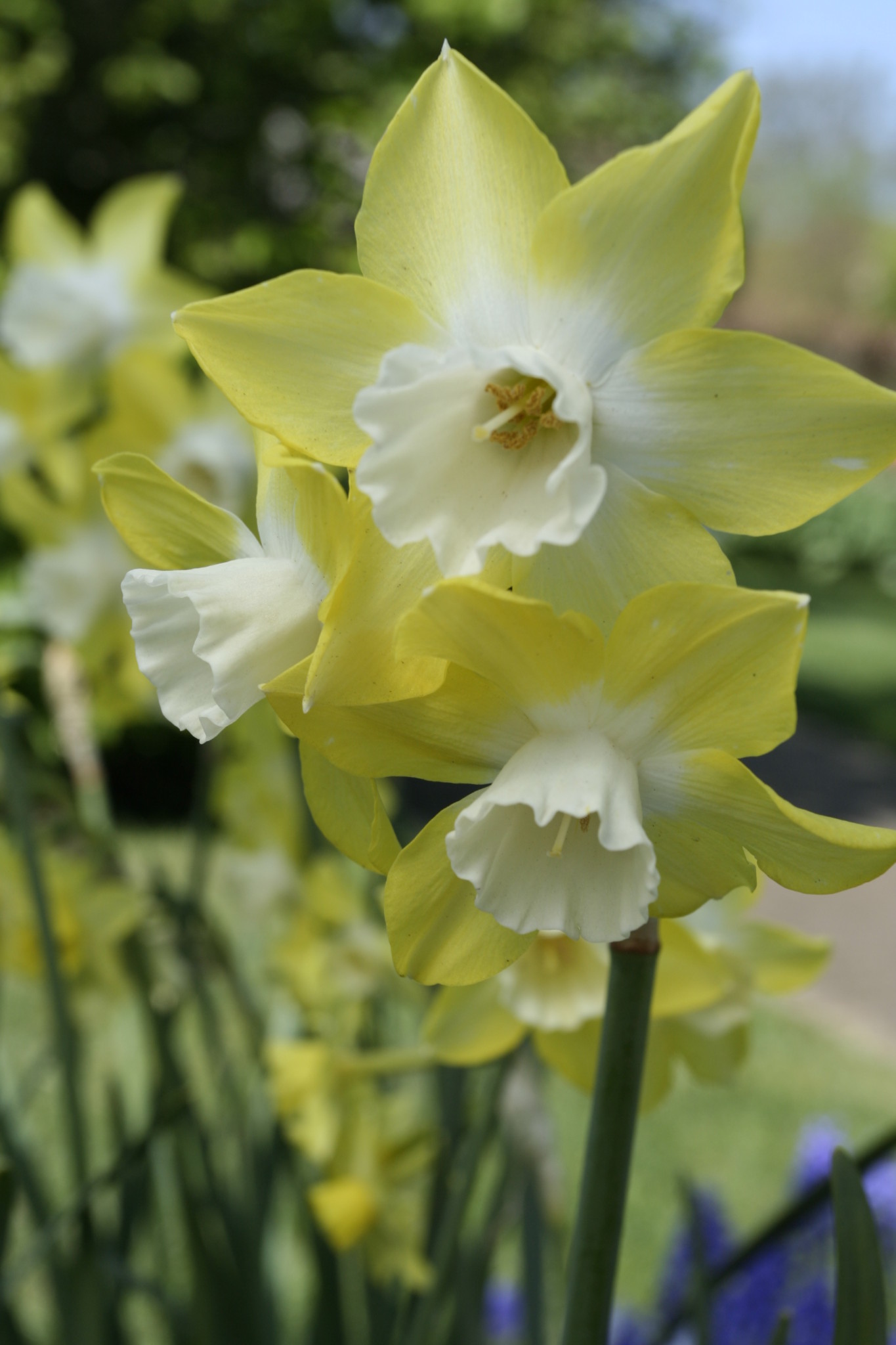Amazing Jonquil Pictures & Backgrounds