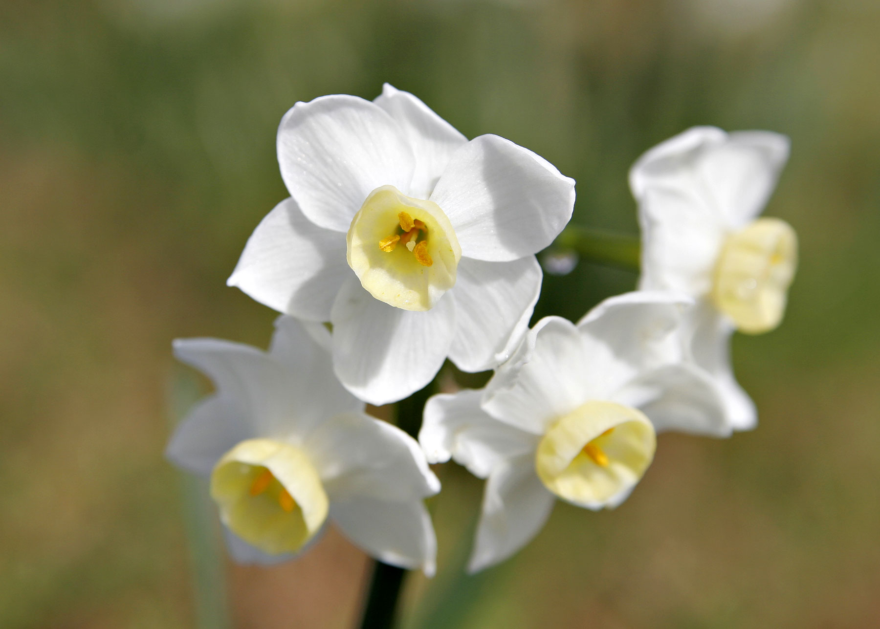 Amazing Jonquil Pictures & Backgrounds