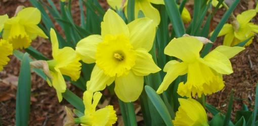 Nice Images Collection: Jonquil Desktop Wallpapers