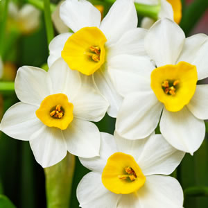 Images of Jonquil | 300x300