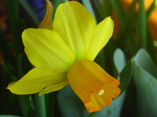 Images of Jonquil | 500x375