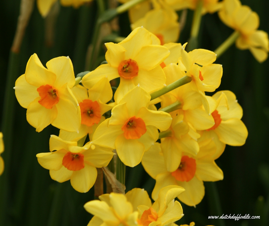 940x788 > Jonquil Wallpapers