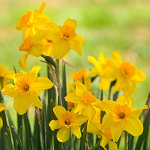 Nice wallpapers Jonquil 300x300px