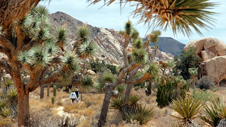 Joshua Tree National Park High Quality Background on Wallpapers Vista