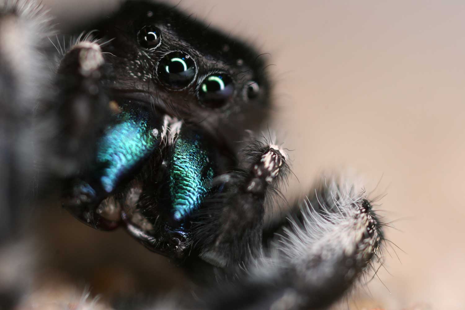Jumping Spider Backgrounds on Wallpapers Vista