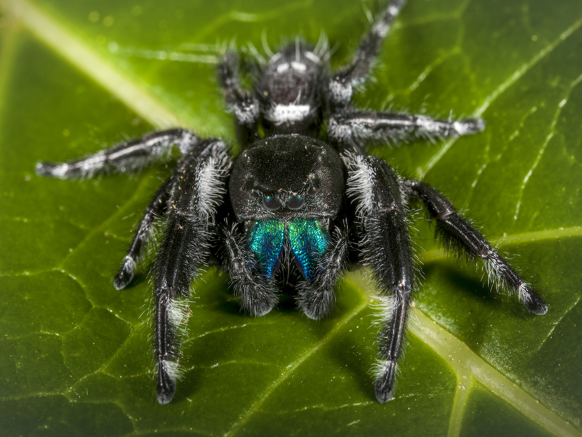 Nice Images Collection: Jumping Spider Desktop Wallpapers