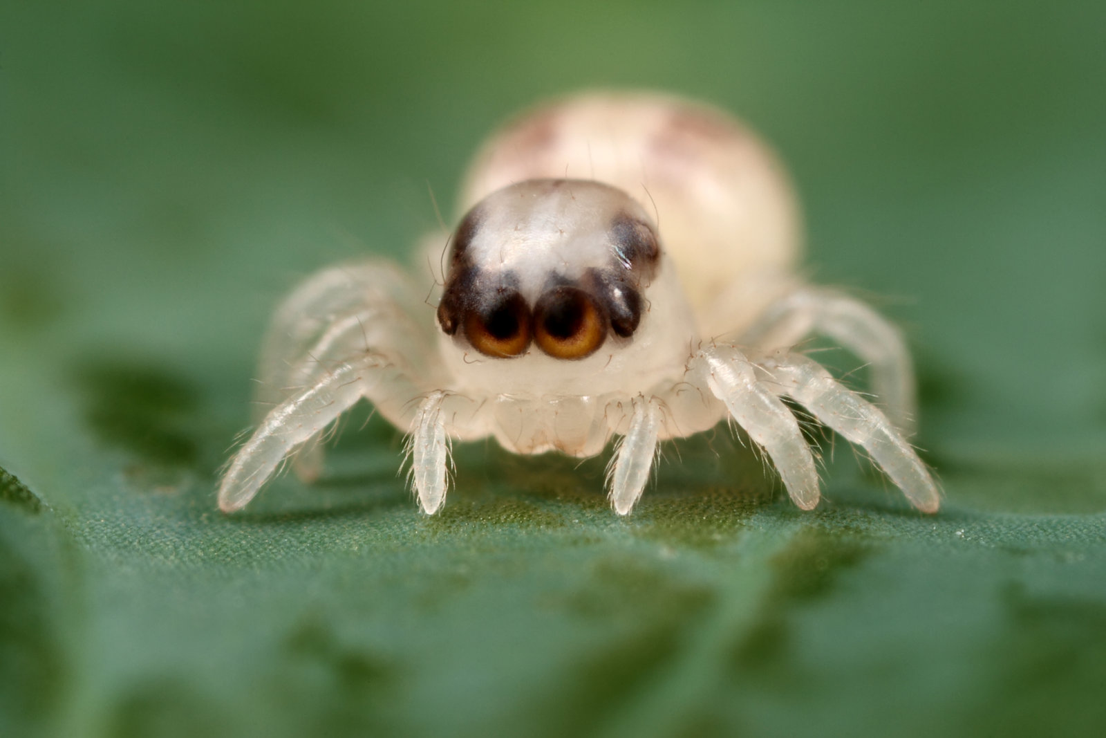 1600x1067 > Jumping Spider Wallpapers