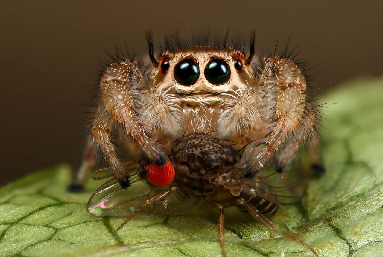 Amazing Jumping Spider Pictures & Backgrounds