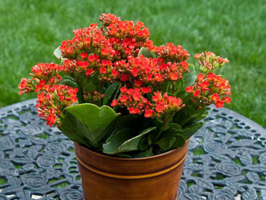 Images of Kalanchoe | 1024x768