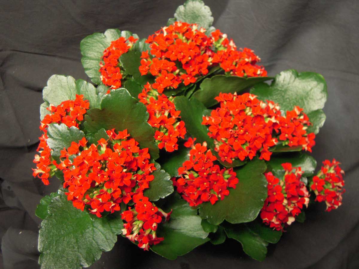 Kalanchoe High Quality Background on Wallpapers Vista
