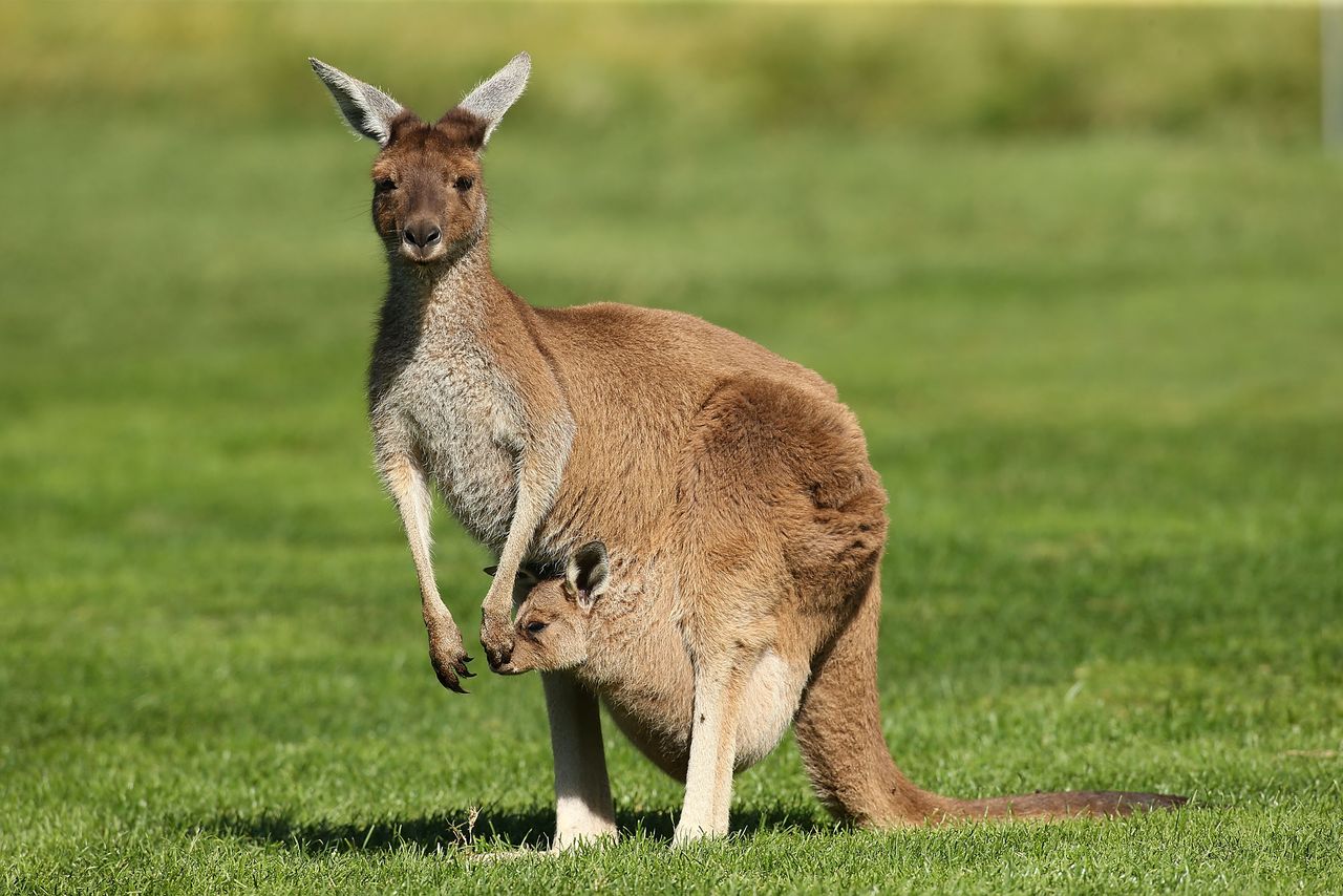 Kangaroo HD wallpapers, Desktop wallpaper - most viewed