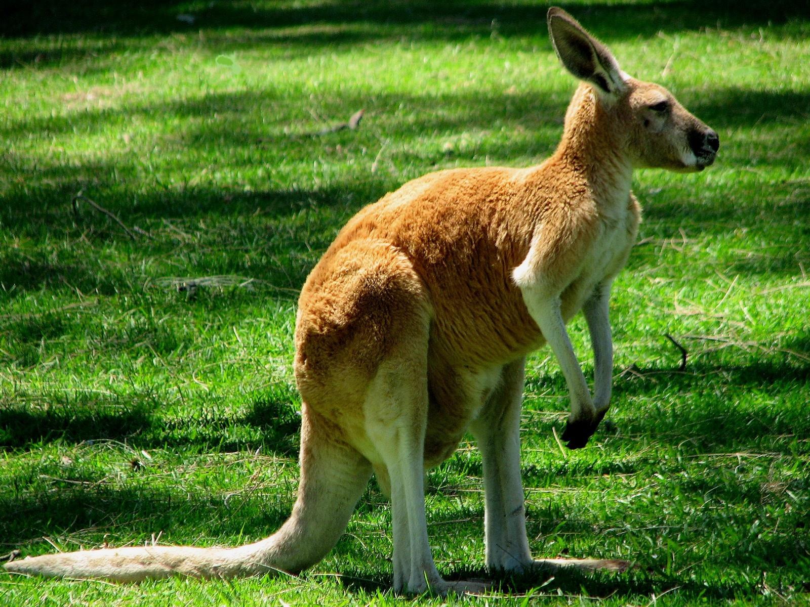 Nice Images Collection: Kangaroo Desktop Wallpapers