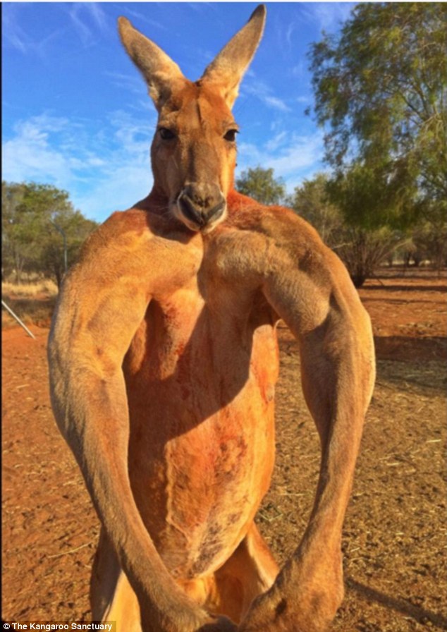 Amazing Kangaroo Pictures & Backgrounds