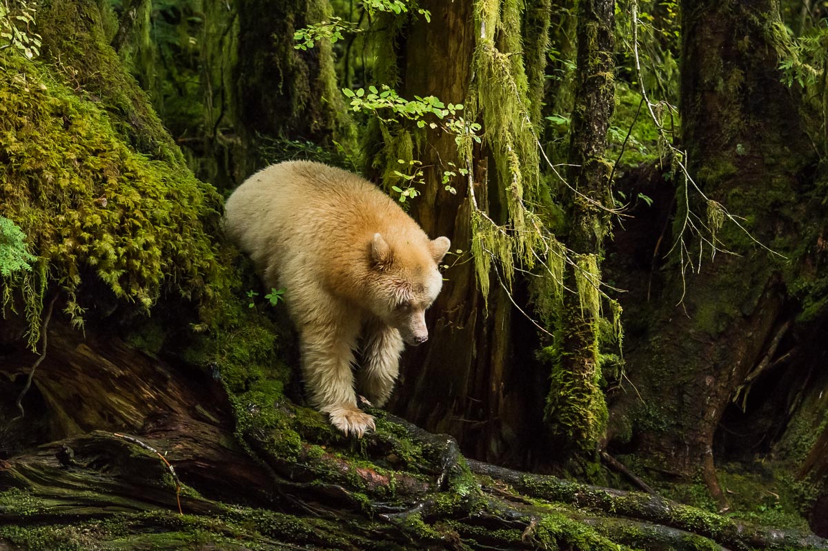 Kermode Bear Pics, Animal Collection