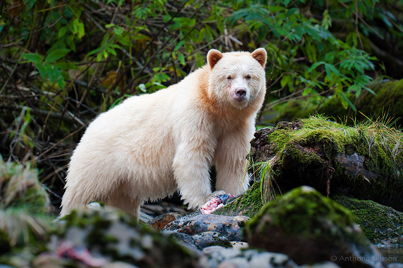Kermode Bear Pics, Animal Collection