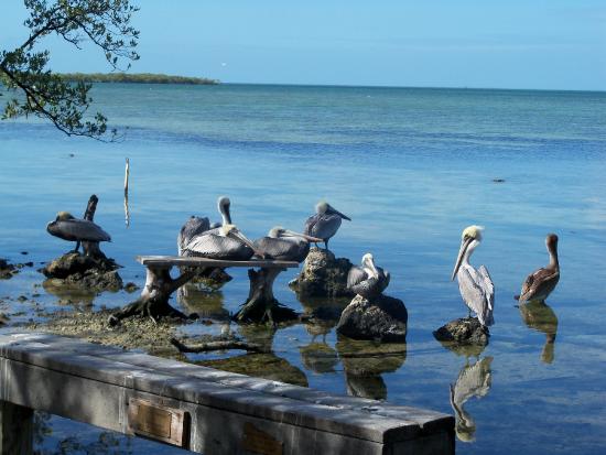 Key Largo Pics, Movie Collection