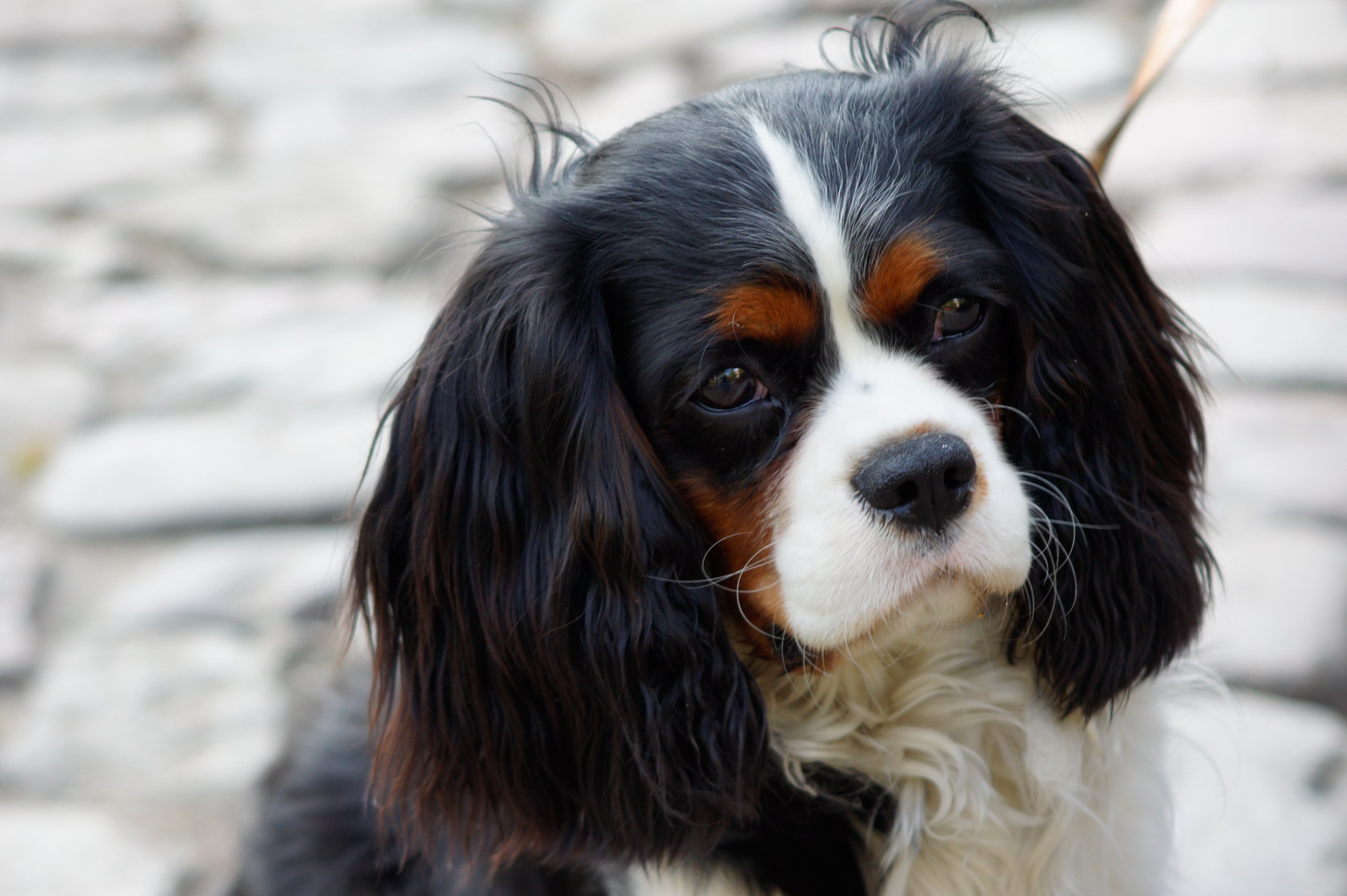 King Charles Spaniel Backgrounds on Wallpapers Vista
