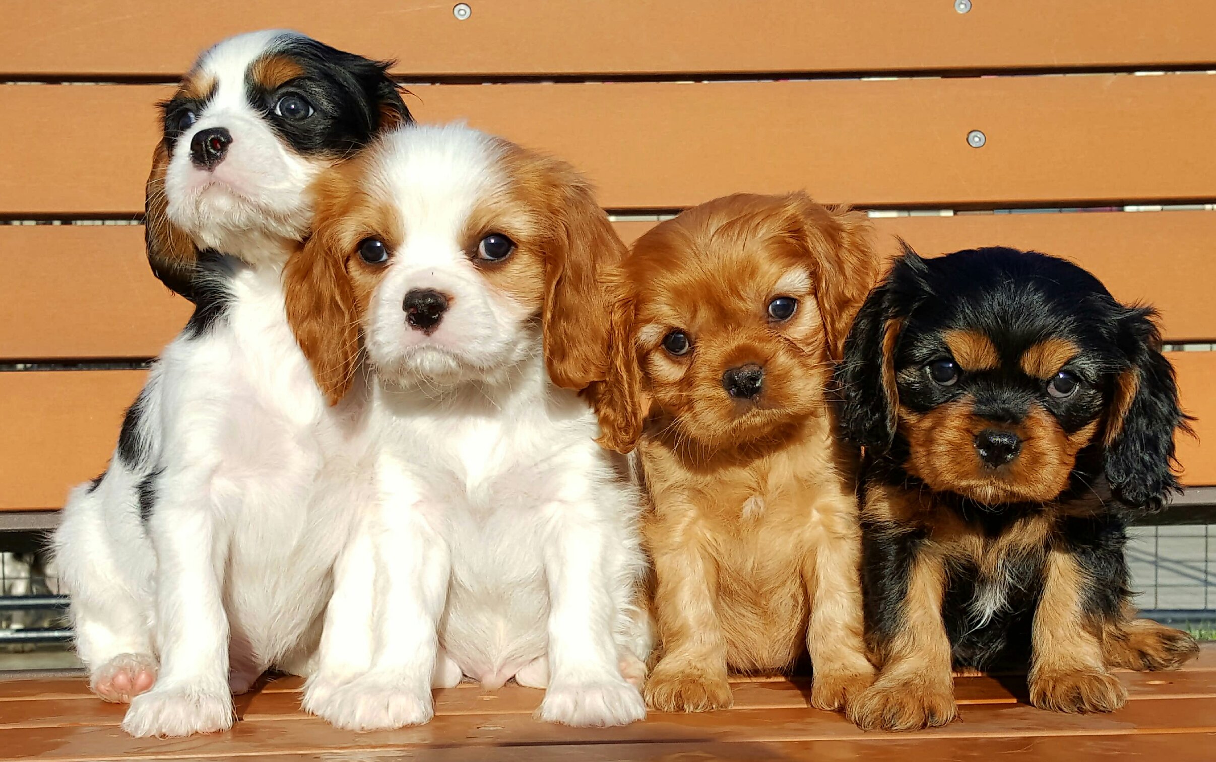 Породы мелких собак фото и название пород собак
