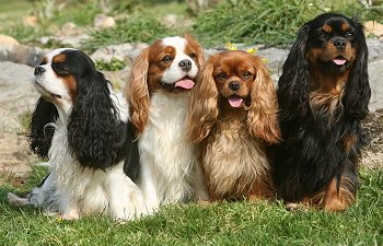 Nice wallpapers King Charles Spaniel 350x225px