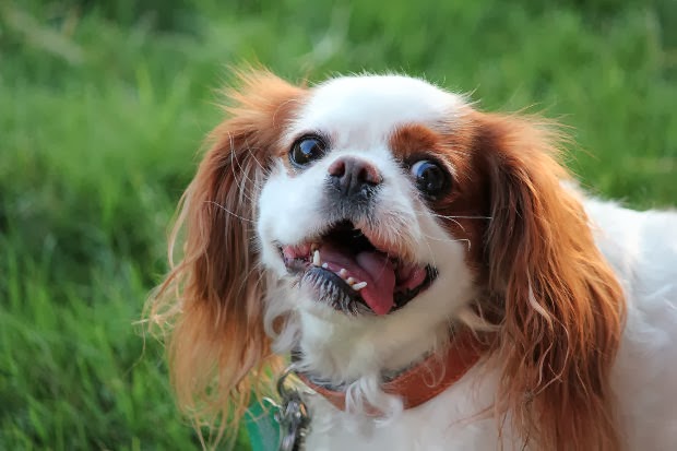 Amazing King Charles Spaniel Pictures & Backgrounds