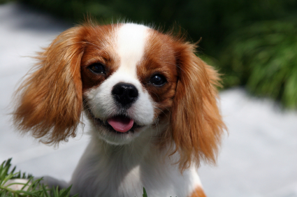 King Charles Spaniel Backgrounds, Compatible - PC, Mobile, Gadgets| 425x282 px