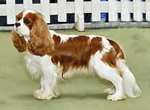 Images of King Charles Spaniel | 220x161