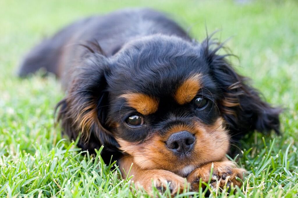 Images of King Charles Spaniel | 1024x682