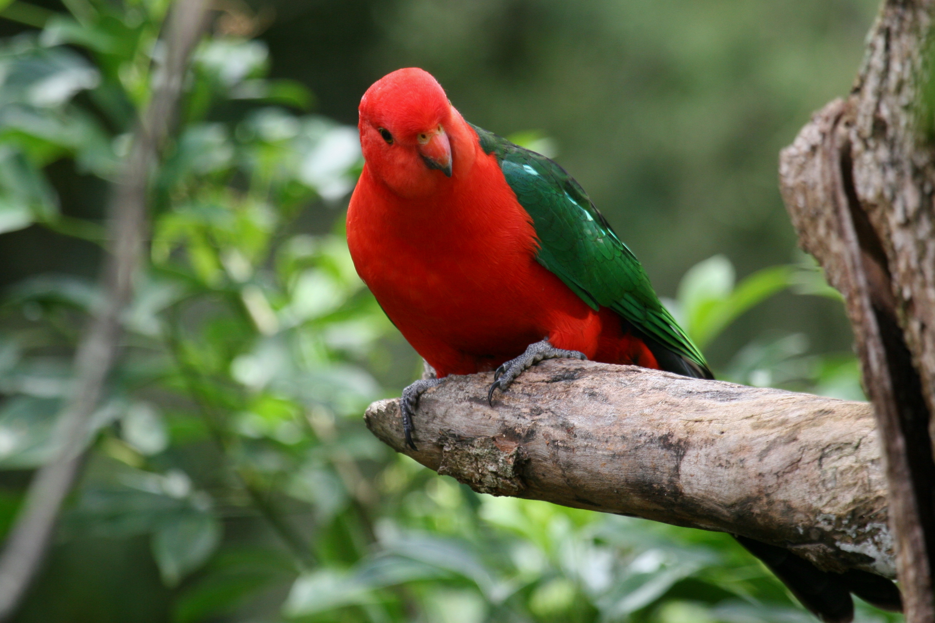 Amazing King Parrot Pictures & Backgrounds