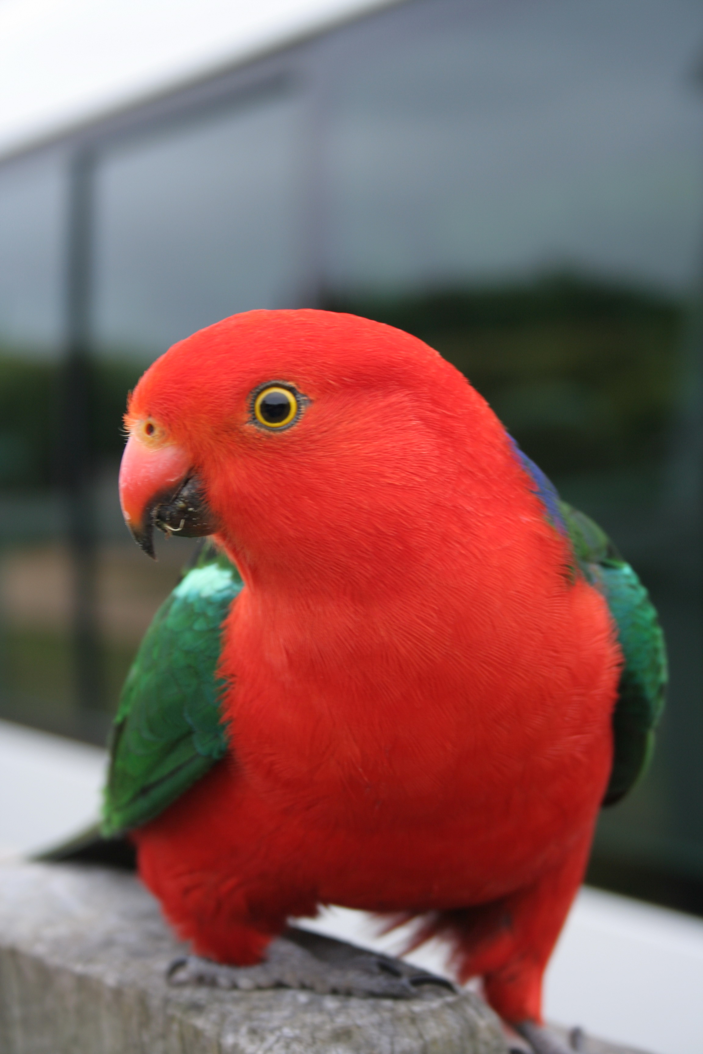 Nice wallpapers King Parrot 2304x3456px