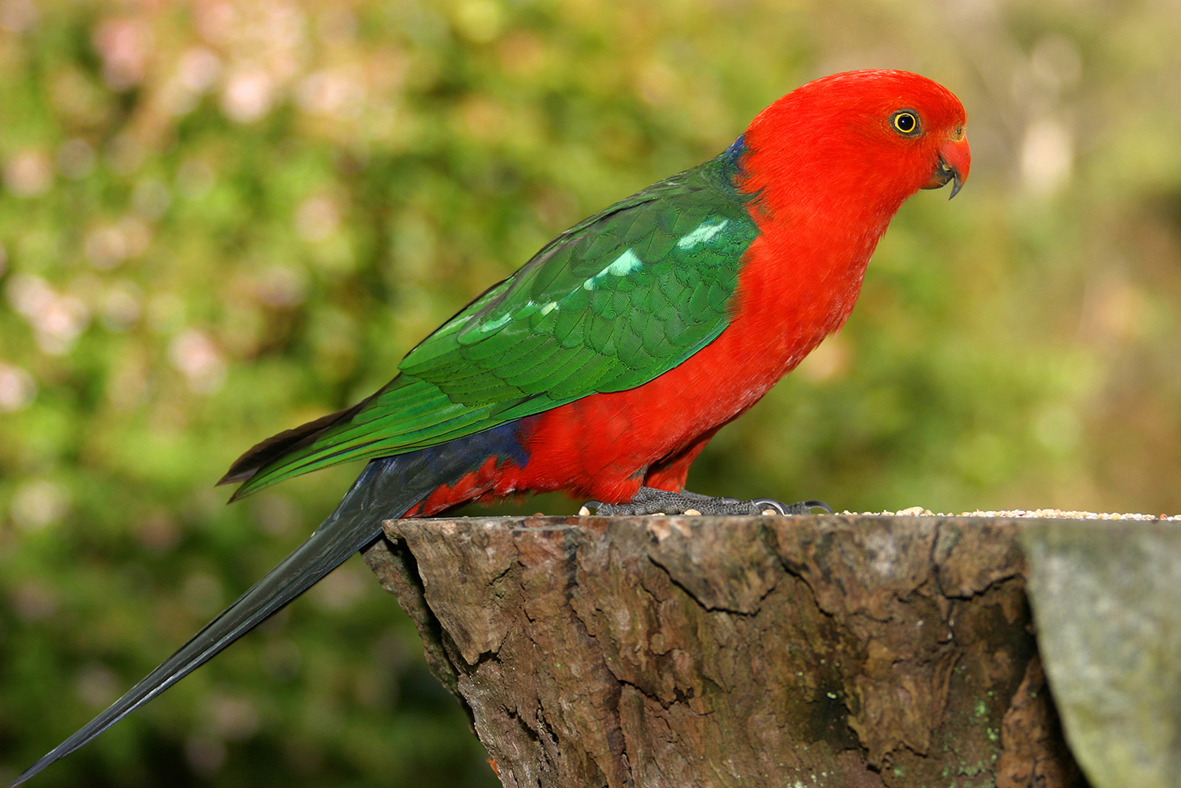 King Parrot Backgrounds on Wallpapers Vista