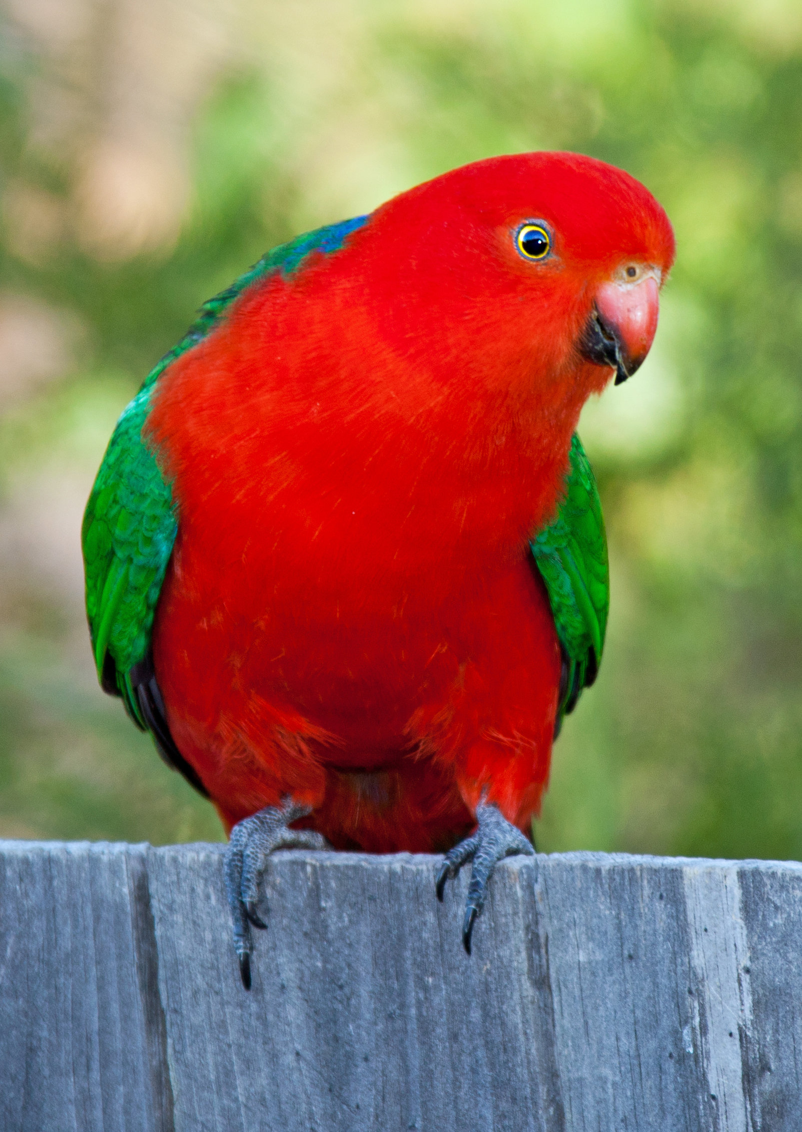 King Parrot HD wallpapers, Desktop wallpaper - most viewed