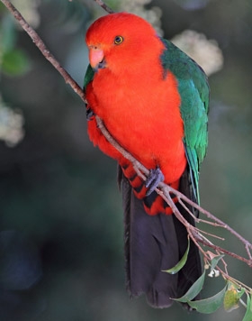 280x356 > King Parrot Wallpapers