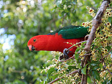 King Parrot #13