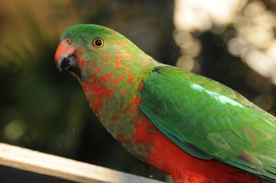King Parrot Pics, Animal Collection