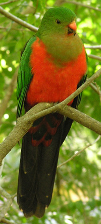 Nice wallpapers King Parrot 200x443px