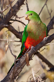 Images of King Parrot | 220x330